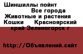 Шиншиллы пойнт ns1133,ny1133. - Все города Животные и растения » Кошки   . Красноярский край,Зеленогорск г.